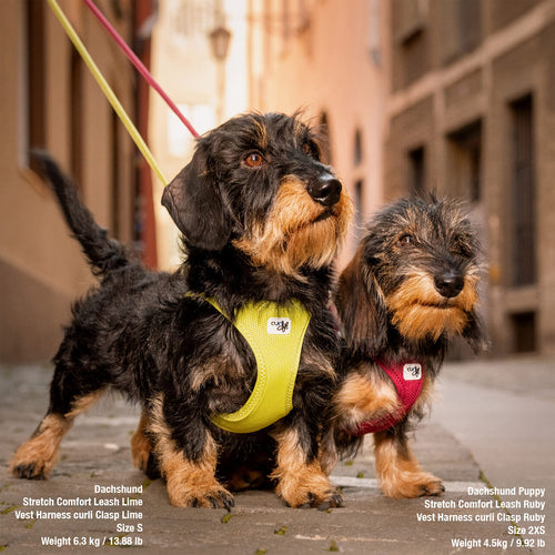 curli Clasp Air-Mesh Hundegeschirr, Moss, Größe M
