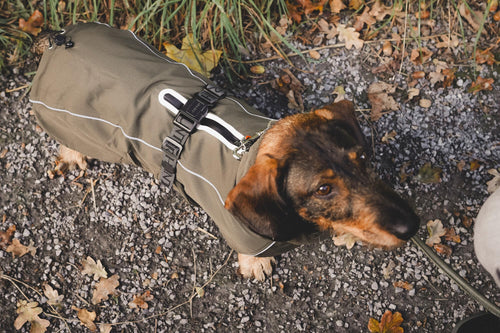 HUNTER NORDBY Dackel-Hundemantel, Oliv, Größe 33